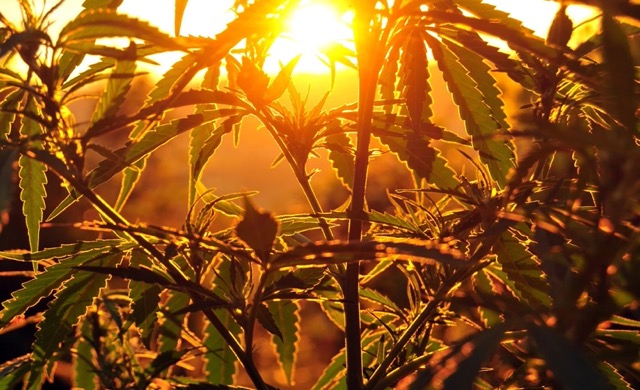 A HHC erőteljes hatásának megértése az elmére és a testre gyakorolt hatásáról